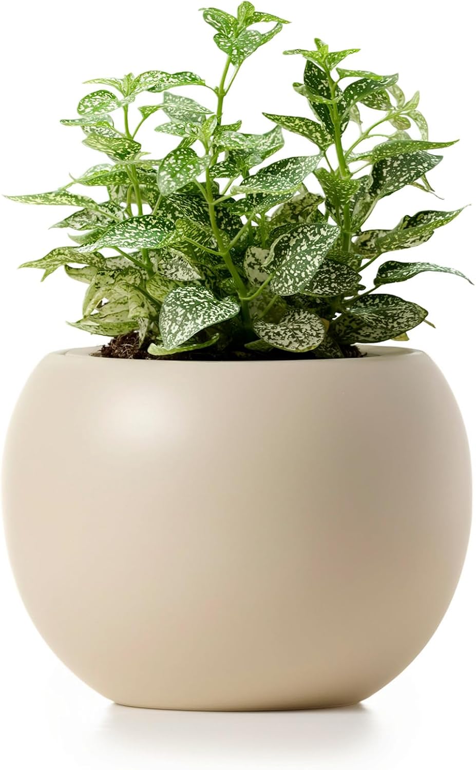 Ceramic Self Watering Plant Pot